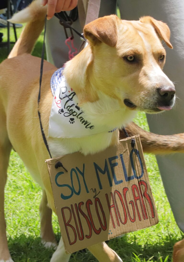 petzone-mascotas-69