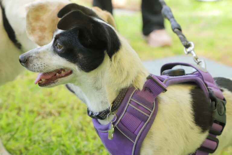 petzone-mascotas-70