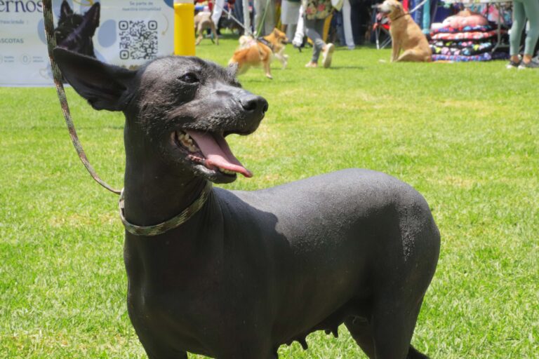 petzone-mascotas-71