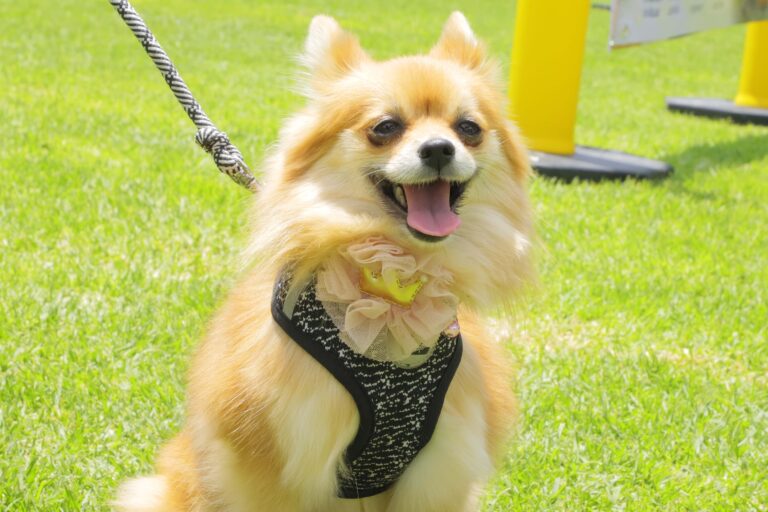 petzone-mascotas-72