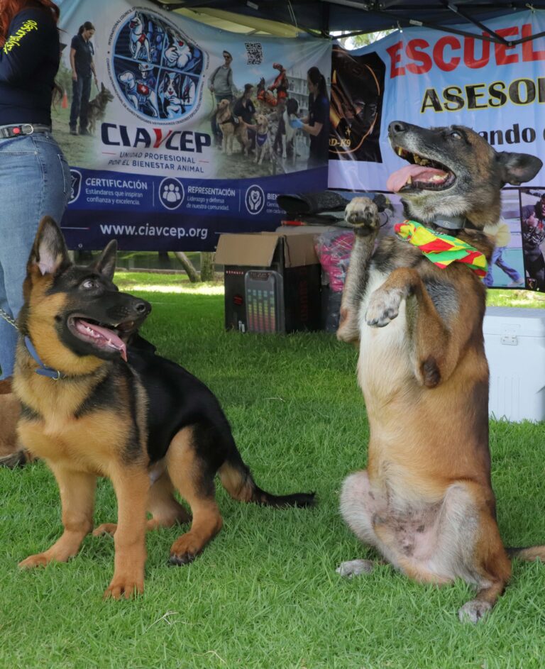 petzone-mascotas-73