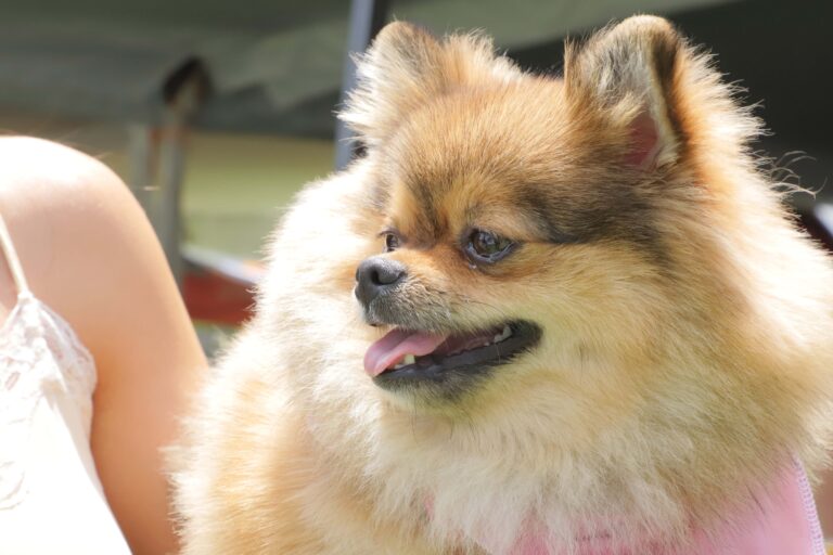 petzone-mascotas-74