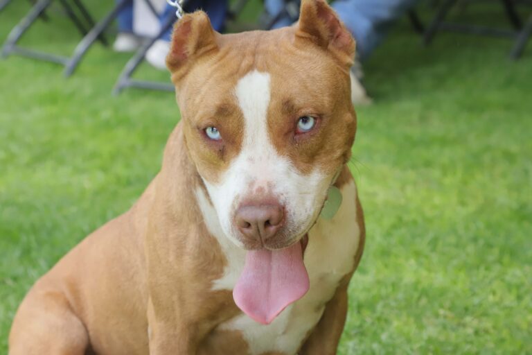 petzone-mascotas-75