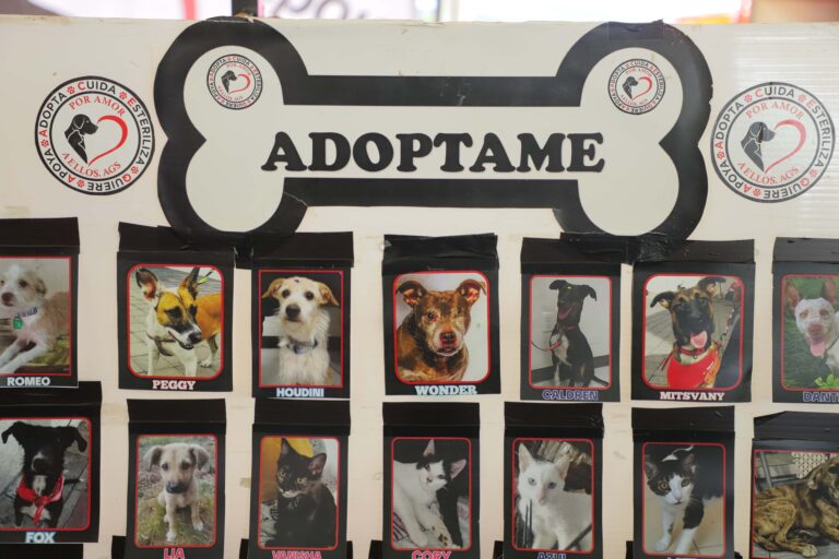 petzone-mascotas-77