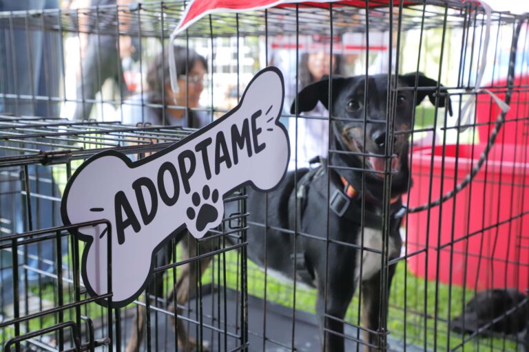 petzone-mascotas-81
