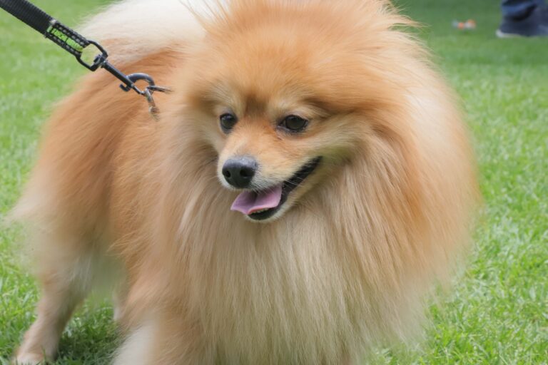 petzone-mascotas-83