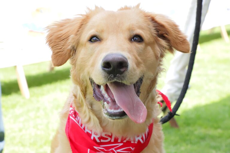 petzone-mascotas-85