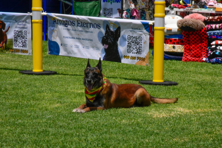 petzone-mascotas-9