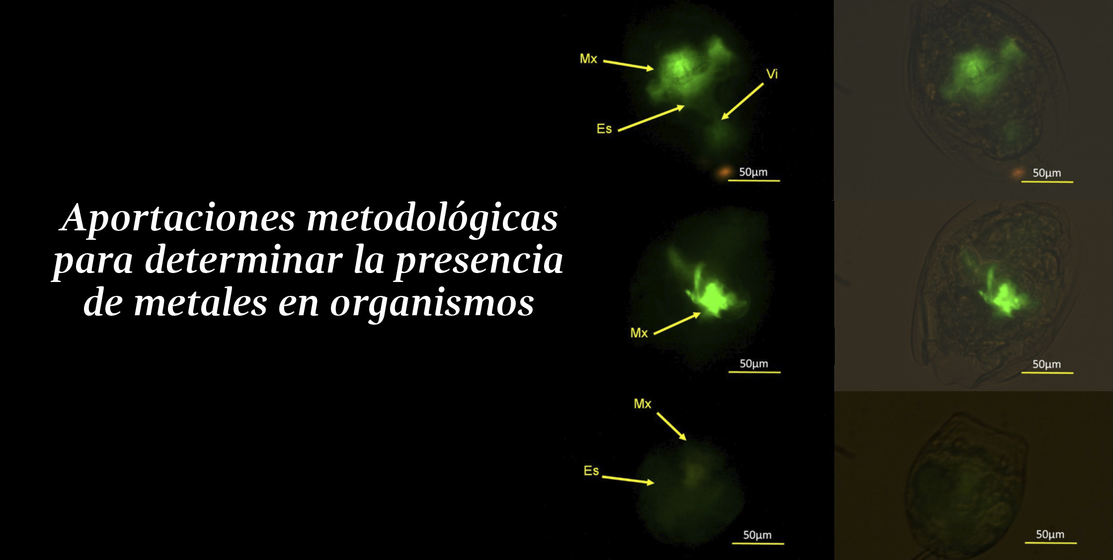 gaceta uaa
