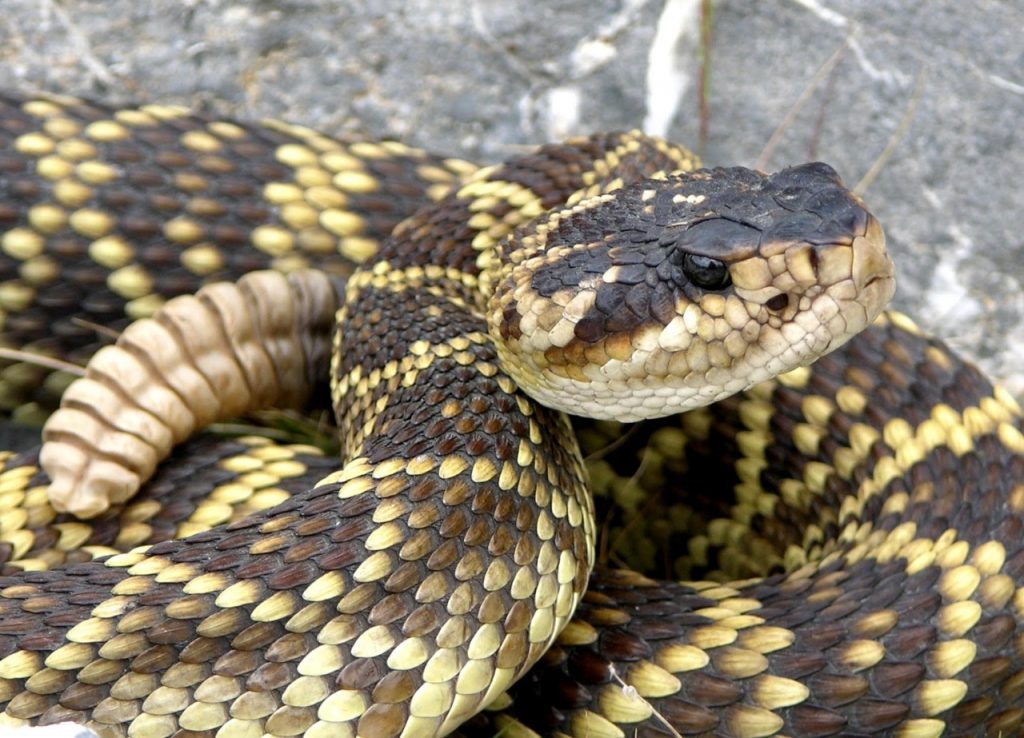 Incrementar investigaciones sobre serpientes, indispensable para la protección ambiental en México, Investigador de la UAA