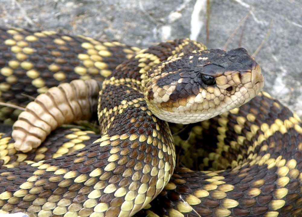 Incrementar investigaciones sobre serpientes, indispensable para la protección ambiental en México, Investigador de la UAA