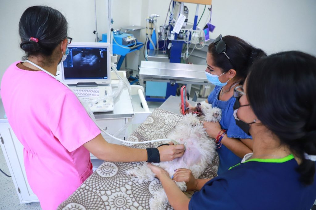 Hospital Veterinario de la UAA reanuda actividades para atender y mejorar la salud de los animales de compañía