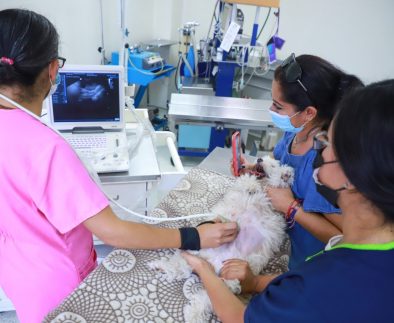 Hospital Veterinario de la UAA reanuda actividades para atender y mejorar la salud de los animales de compañía