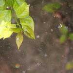 Investigaciones de la UAA Buscan la Reproducción Vegetal para el Incremento de Lluvias