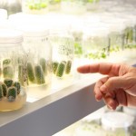 Unidad de Biotecnología vegetal de la UAA conserva  y multiplica 162 especies de plantas