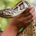 Realiza investigador de la UAA catálogo sobre distribución de serpientes en México