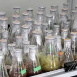 Investigación de la UAA cultiva cactáceas in vitro con la intención de producir compuestos que puedan ser utilizados para diferentes industrias