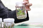 UAA busca incrementar disponibilidad de plantas medicinales para mantener equilibrio ecológico